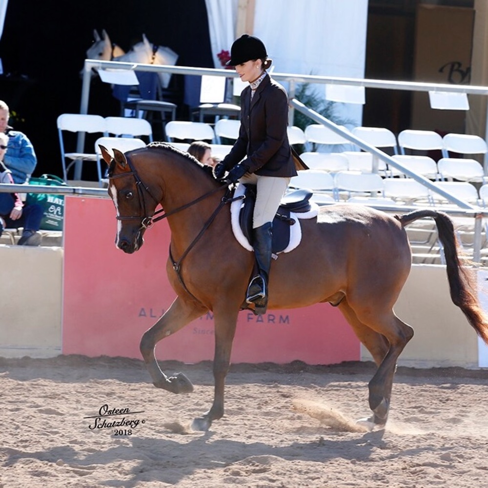 Meet your Posher, Molly